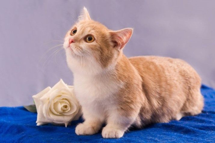 Самые редкие красивые породы кошек