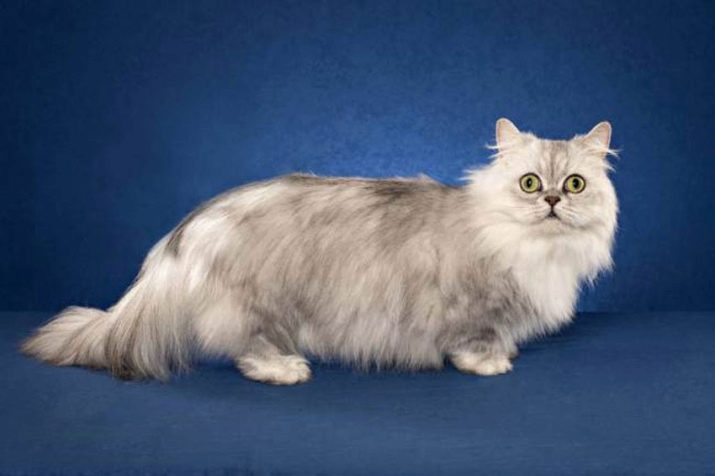 Самые редкие породы кошки в мире фото