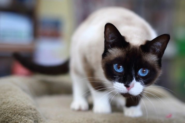 Картинки самых редких пород кошек