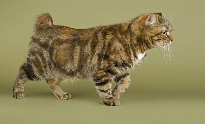 Фото редких кошек породы и название породы