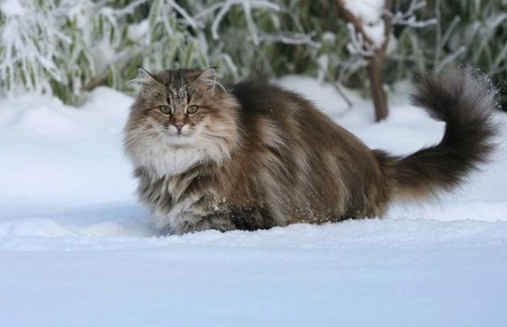 Самая экзотическая порода кошек в мире