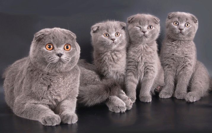 Редкие породы кошек фото и названия