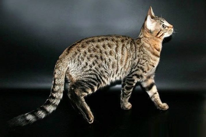 Самые красивые и редкие породы кошек фото
