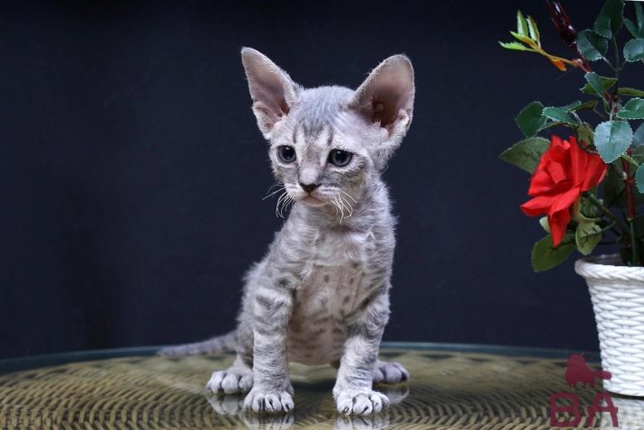 Редкие породы кошек (40 фото): самые ценные в мире коты, виды редких