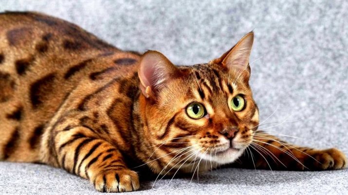Самые редкие породы больших кошек