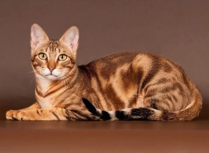 Экзотические породы кошек и фото кошек