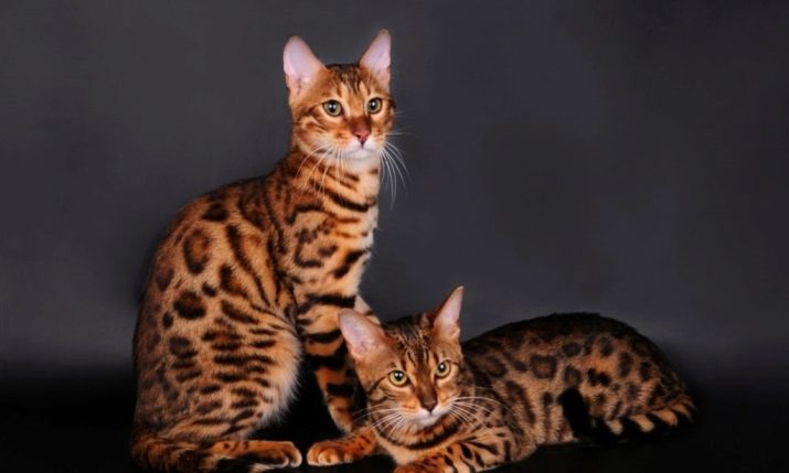 Кошки и коты редкие породы