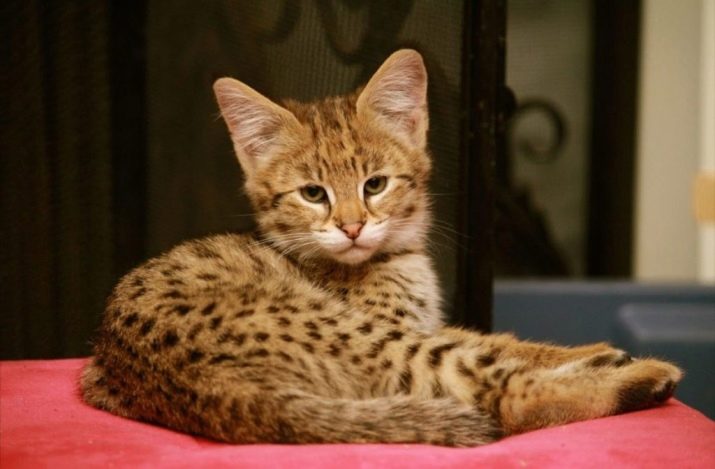 Самые редкие породы кошек россии