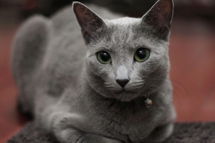 Фотографии кошек русской породы