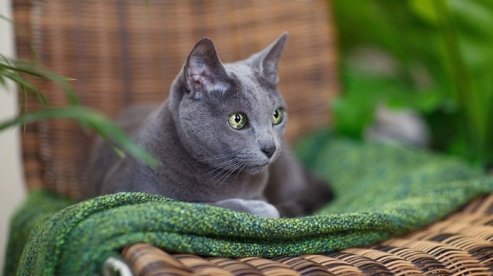 Порода кошек русская короткошерстная фото