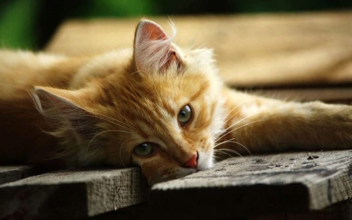 Порода кошек рыжие и пушистые название