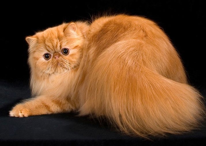 Порода рыжих кошек фото с названиями
