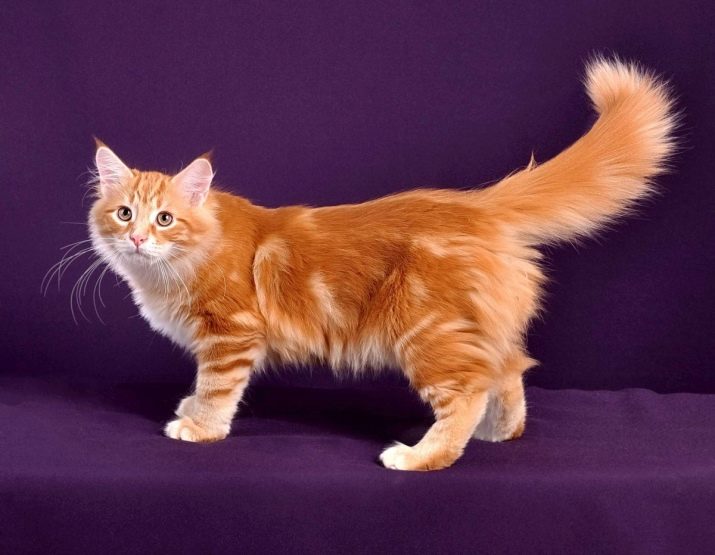 Порода кошки рыжая с пушистым хвостом