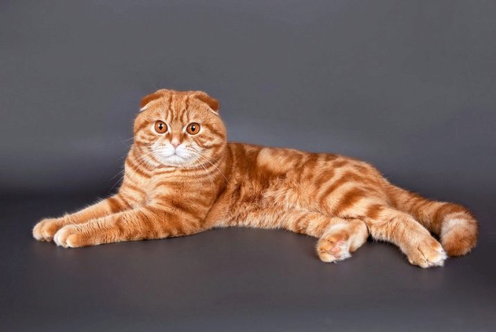 Название пород рыжих кошек с фотографиями и названиями