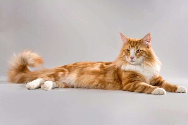 Породы пушистых рыжих кошек фото и название