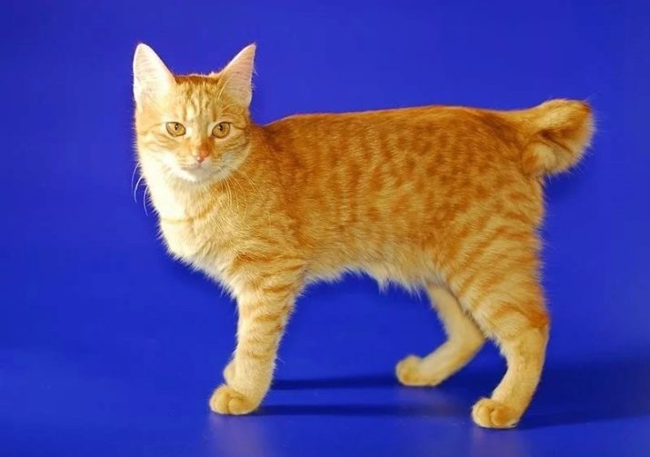 Порода рыжих кошек в полосочку