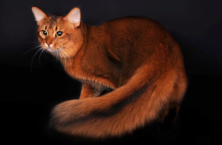 Породы рыжих кошек домашних