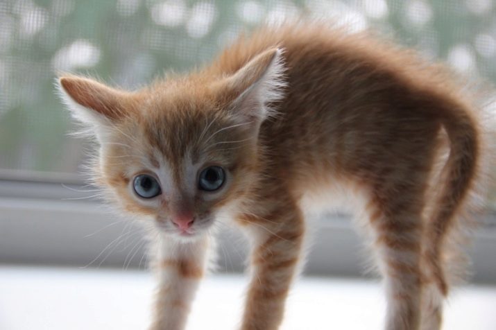 Породы пушистых рыжих кошек с фотографиями