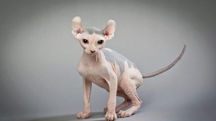 Необычные породы кошек фото из всего мира