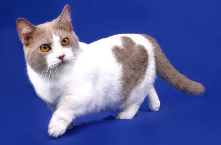 Необычные кошки описание породы