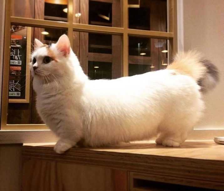 Самые необычные породы кошки в мире фото