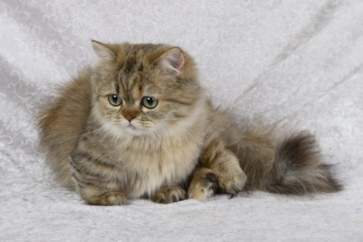 Самые необычные породы домашних кошек