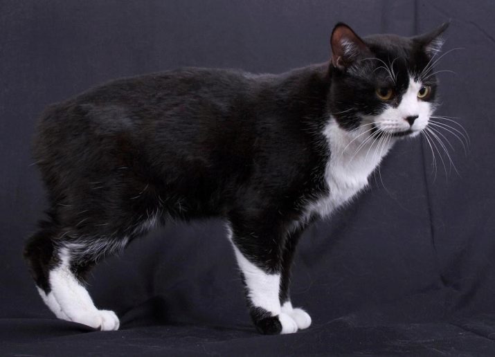 Самые необычные породы кошки в мире фото