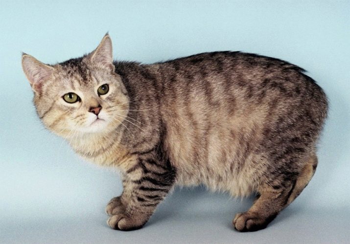 Самые необычные породы кошек фото
