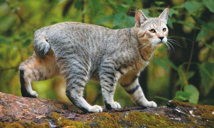 Необычные породы кошек описание