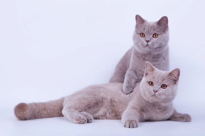 Необычные породы кошек фотографии