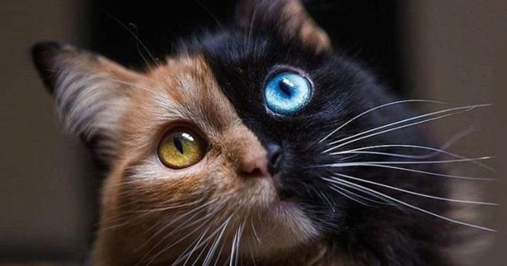 Кошки необычных пород фото