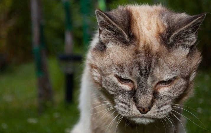 Сколько лет прожила самая старая кошка в мире