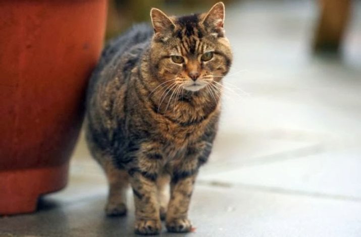 Сколько лет прожил самая старая кошка в мире