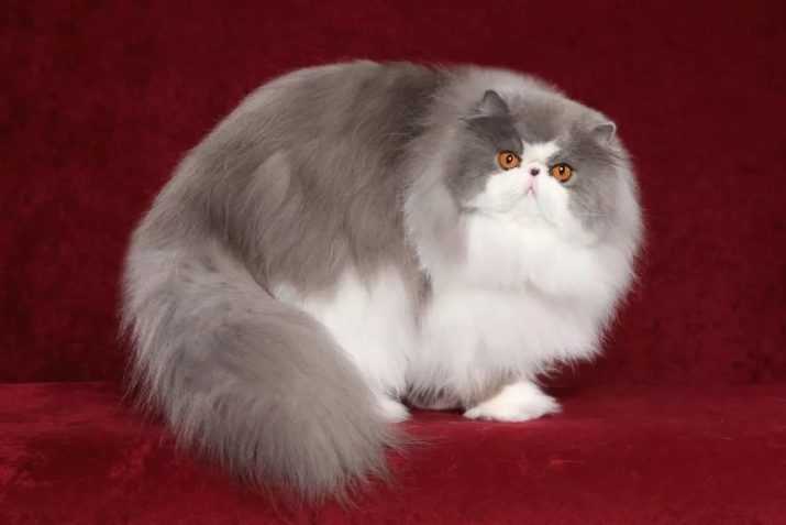 Кошка белая с серым хвостом порода с фото