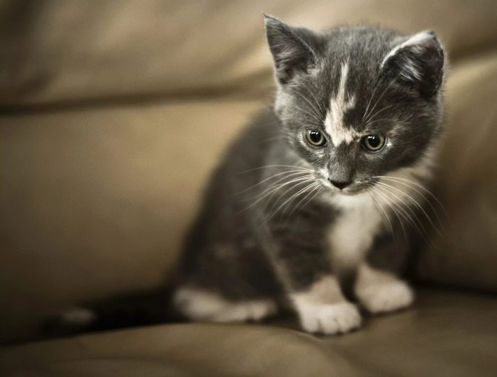 Порода кошки с серыми лапами
