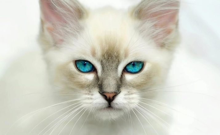 Белая кошка с серыми пятнами порода