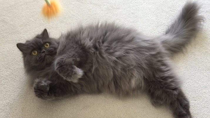 Порода пушистой кошки серого цвета