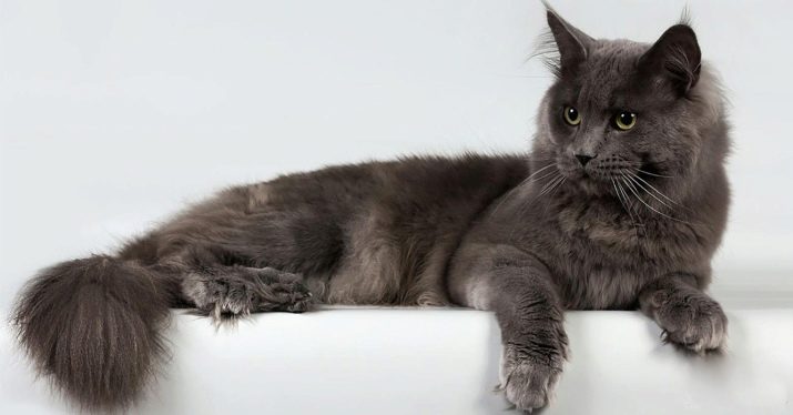 Фото пушистых серых кошек с названиями пород
