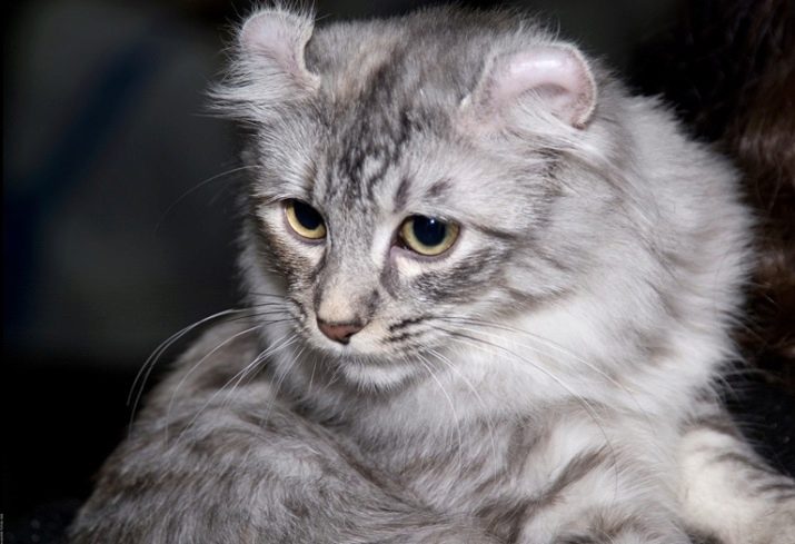 Породы пушистых серых кошек