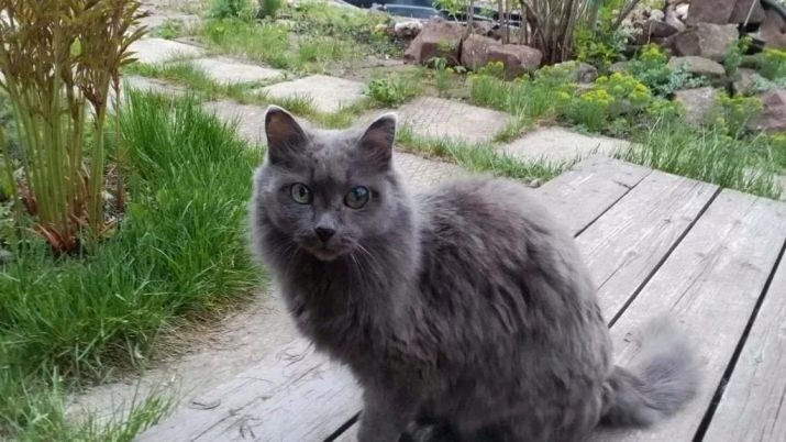 Фото серых кошек название породы