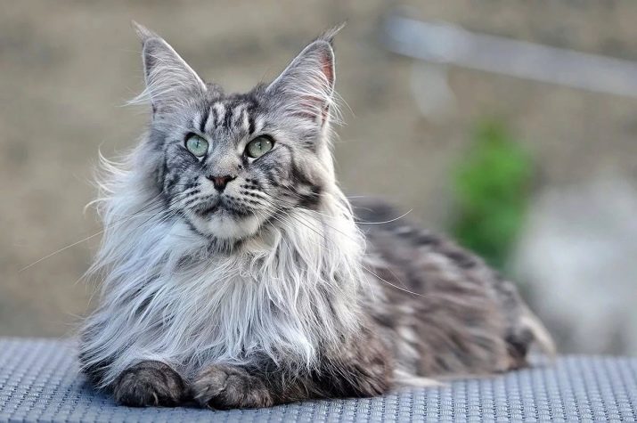 Порода кошек с серым окрасом фото