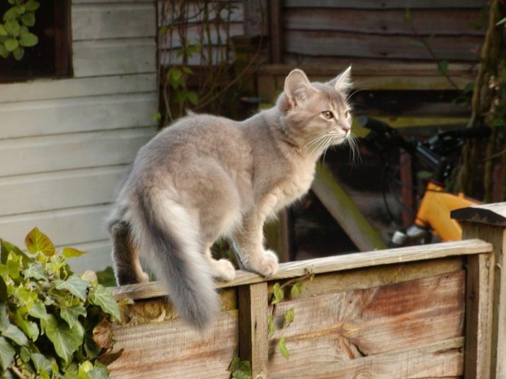 Порода кошек окрас серый