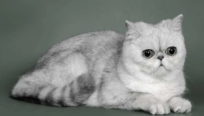 Породы пушистых кошек серого цвета