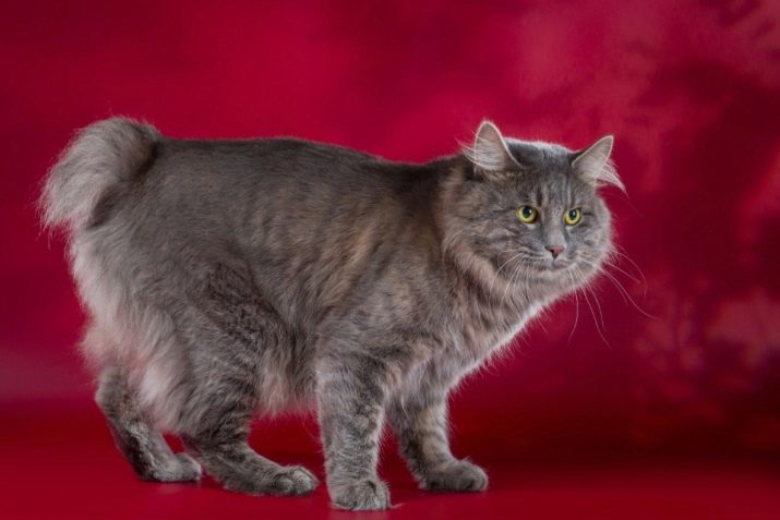 Фото породы серых пушистых кошек фото и название