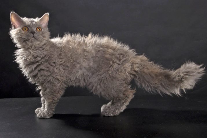 Порода пушистой кошки серого цвета