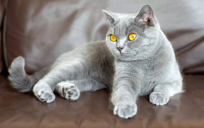 Кошка цвет серый пушистый порода