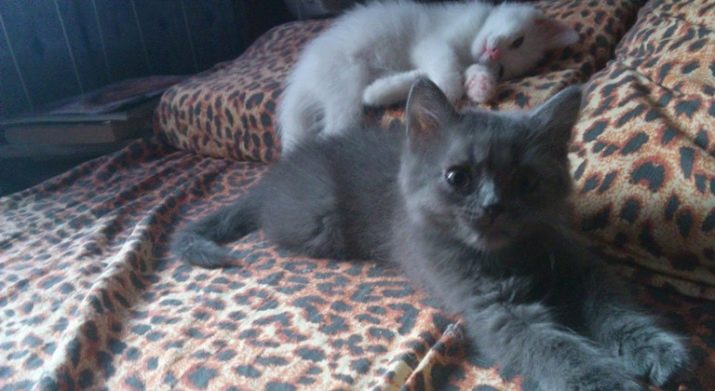 Порода кошек серого цвета