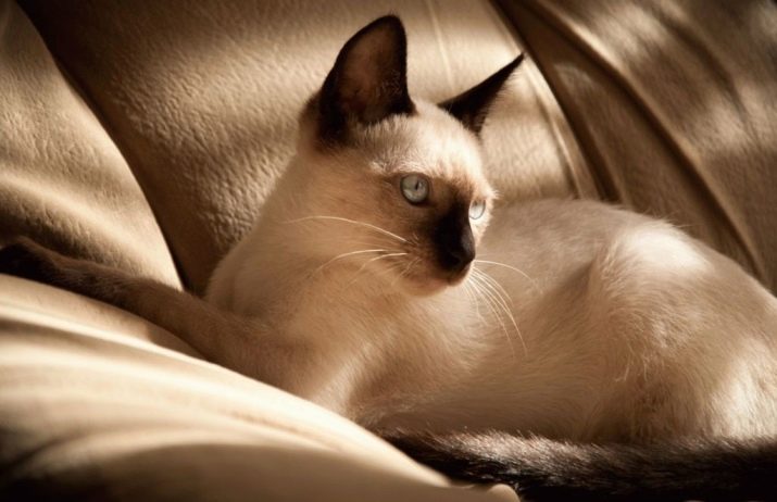 Чем тайская порода кошки отличаются от сиамской
