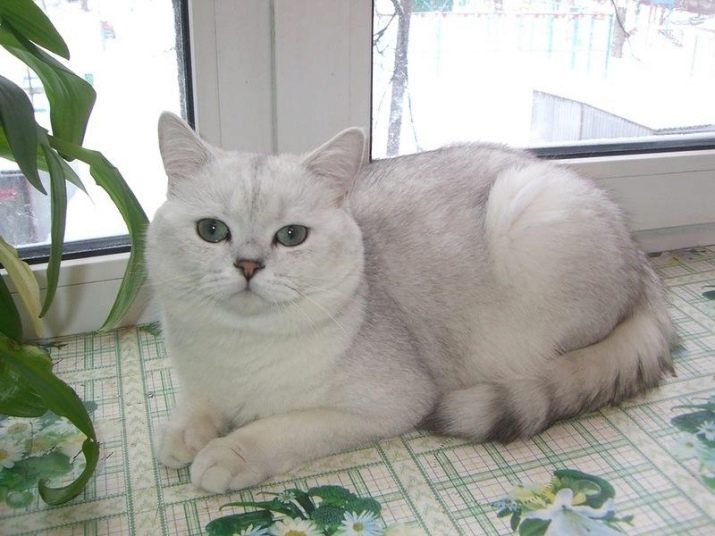 Кошка породы шотландская шиншилла фото