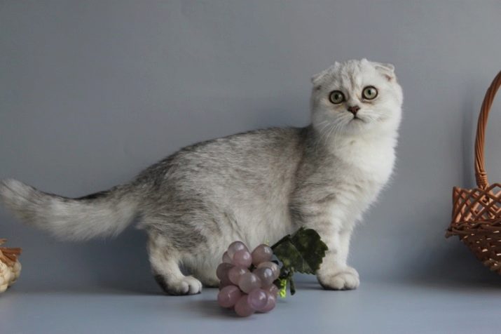 Порода кошек шотландская шиншилла фото